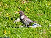 PIRINEO NAVARRO MIRLO CAPIBLANCO(Turdus torquatua Alpestris)