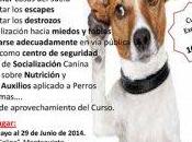 Aprende perro Curso Educación Canina impartido Álvaro Ortega