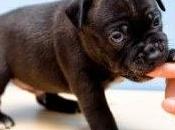 cachorro debería morderte
