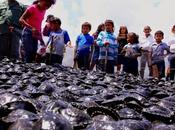 Ministerio Poder Popular para Ambiente libera tortugas arrau Orinoco