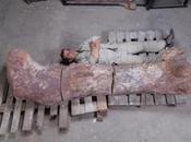 Descubierto Argentina restos dinosaurio grande jamas hallado