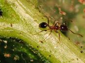 Conoce Combate Araña Roja