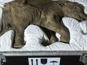 bebé mamut 42.000 años exhibe Londres