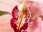Infecciones orina