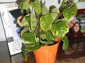 Planta dinero plectranthus