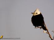 Lavandera nido (White-headed marsh-tyrant) Arundinicola leucocephala