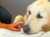 Tratamiento domicilio niño perro adiestrado