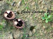 Cáscaras nuez campo.