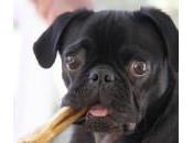 Golosinas para perros, ¿cómo cuándo dárselas?