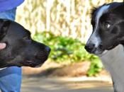 Cómo presentar perros