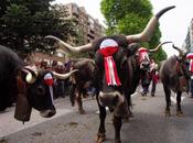 vacas cabañas participado “Pasá” ganado tudanco Santander