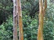 Eucalipto Arcoíris, Àrbol Colorido
