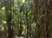 Brasil reducido deforestación Amazonía desde 2004