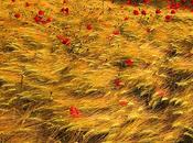 desayuno abuelo sorpresas google