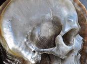 Gregory Halili Cráneos tallados Conchas Marinas