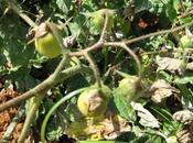 Mildeo tomates