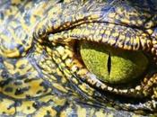 Nuevo, corregido, ampliado tratado sobre invención cocodrilos