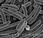 bacteriano
