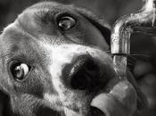 Sabes cómo beben agua perros?