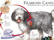 Filariosis canina, otra enfermedad transmitida mosquitos