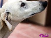 Tula, preciosa galga adopción.