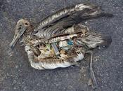 Tristes imágenes aves marinas muertas plásticos estómago