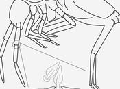 Nueva especie colémbolo cueva hierro Brasil