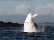 Migaloo, Moby Dick real