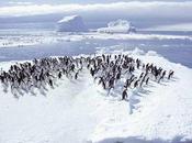 pingüinos fueron ganadores cambio climático