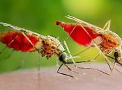 Relatos Ciencia Ficción Diálogos entre mosquitos