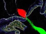 proteína permite células madre cerebro generar neuronas