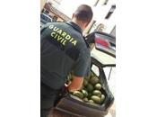 Guardia Civil detiene tres personas, miembros clan, recupera melones acababan hurtar