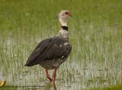 Chajá (Southern Screamer) Chauna torquata