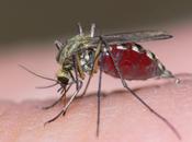 Mosquitos machos contra malaria