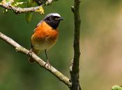 Colirrojos reales jardín
