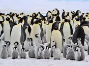 Unhappy Feet: calentamiento global amenaza pingüino emperador