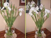 Flores blancas