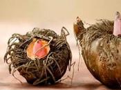 esponja Konjac para pieles mixtas grasas LUSSTRA