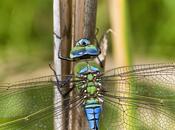Anax imperator (Leach, 1815) Libélula emperador