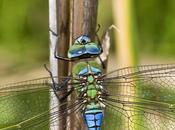 Anax imperator (Leach, 1815) Libélula emperador