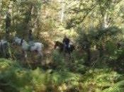 Ruta ecuestre Sierra Aracena