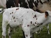 Empatía otras madres mamíferas