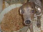 Tango, galgo cachorro enfermo muerto miedo, rescatado vertedero ciudad real