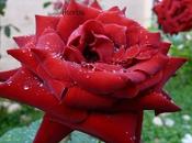 Significado flores plantas Rosa Roja