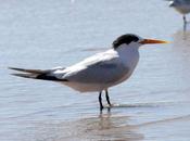 Charrán elegante-sterna elegans-elegant tern