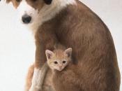 salón adopción animalitos Madrid