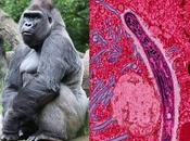 Gorilas, humanos pequeño gran salto Plasmodium