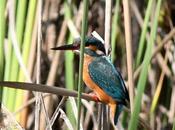 Martin pescador-alcedo atthis-common kingfisher