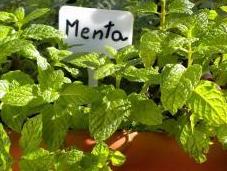 Cómo cultivar Menta