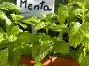 Cómo cultivar Menta